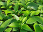 Preview: Hosta sieboldiana Elegans Blaublatt Funkie